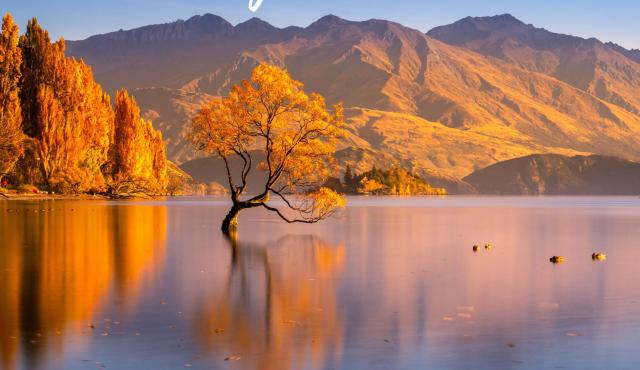 teaser campaign 2020 wanaka