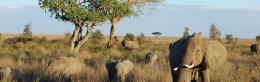 africa
